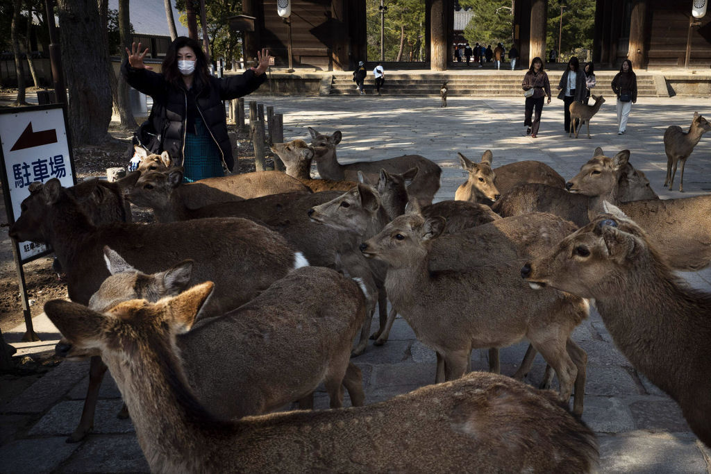 Pouco a pouco, os cervos de Nara, no Japão, vão tomando as ruas ante o isolamento pelo coronavírus 11