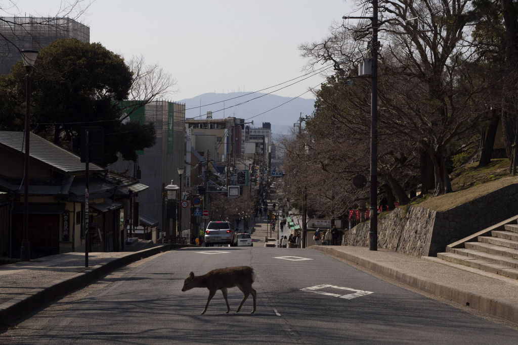 Pouco a pouco, os cervos de Nara, no Japão, vão tomando as ruas ante o isolamento pelo coronavírus 12