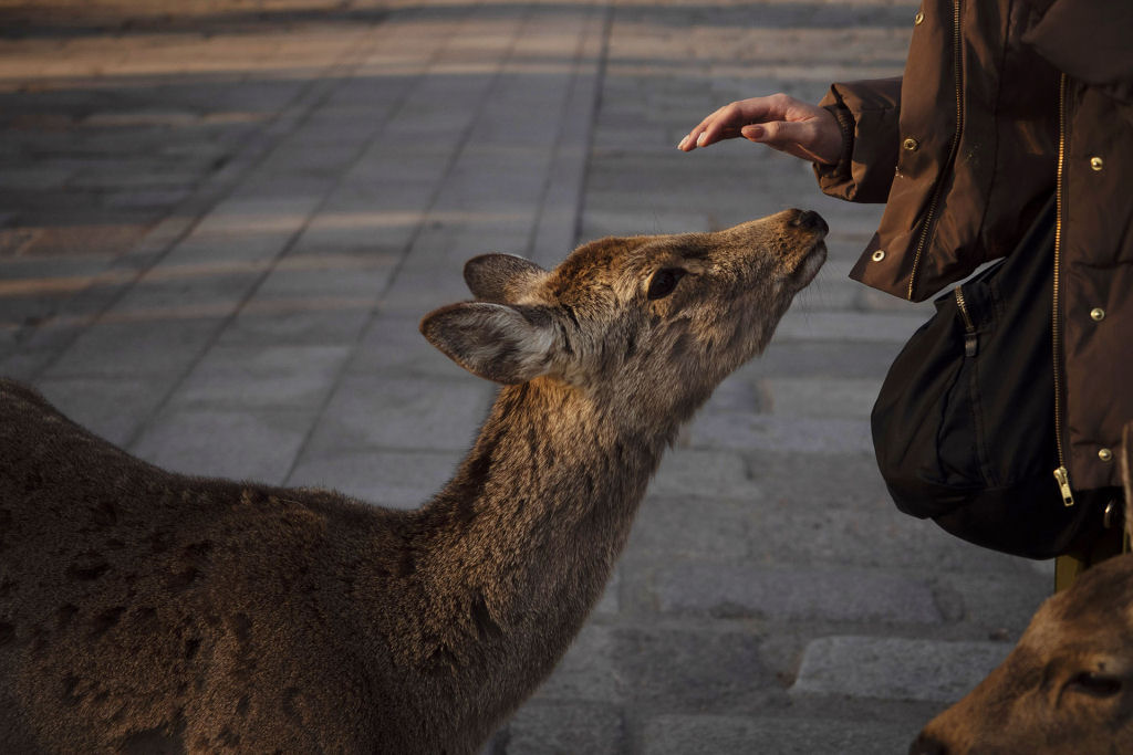 Pouco a pouco, os cervos de Nara, no Japão, vão tomando as ruas ante o isolamento pelo coronavírus 13