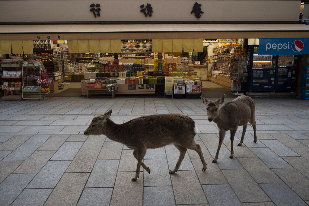 Pouco a pouco, os cervos de Nara, no Japão, vão tomando as ruas ante o isolamento pelo coronavírus 14