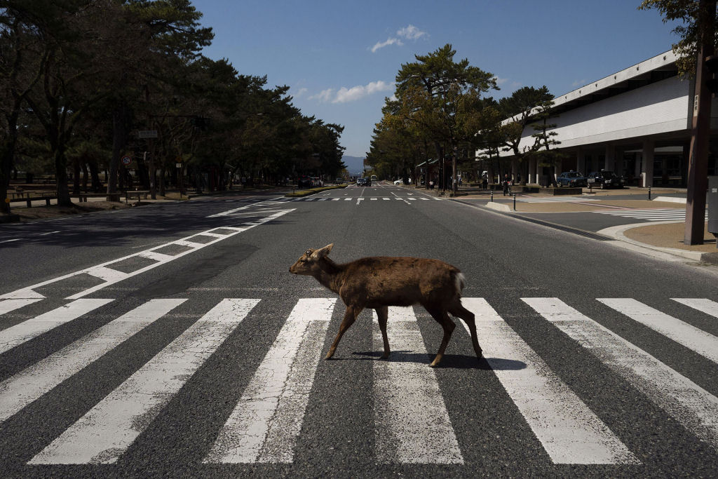 Pouco a pouco, os cervos de Nara, no Japão, vão tomando as ruas ante o isolamento pelo coronavírus 15