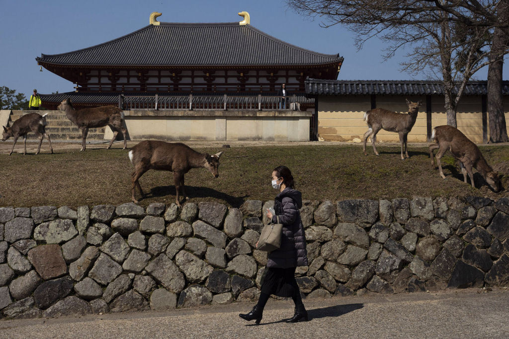 Pouco a pouco, os cervos de Nara, no Japão, vão tomando as ruas ante o isolamento pelo coronavírus 16