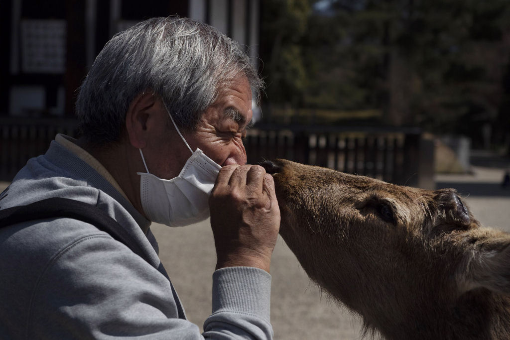 Pouco a pouco, os cervos de Nara, no Japão, vão tomando as ruas ante o isolamento pelo coronavírus 17