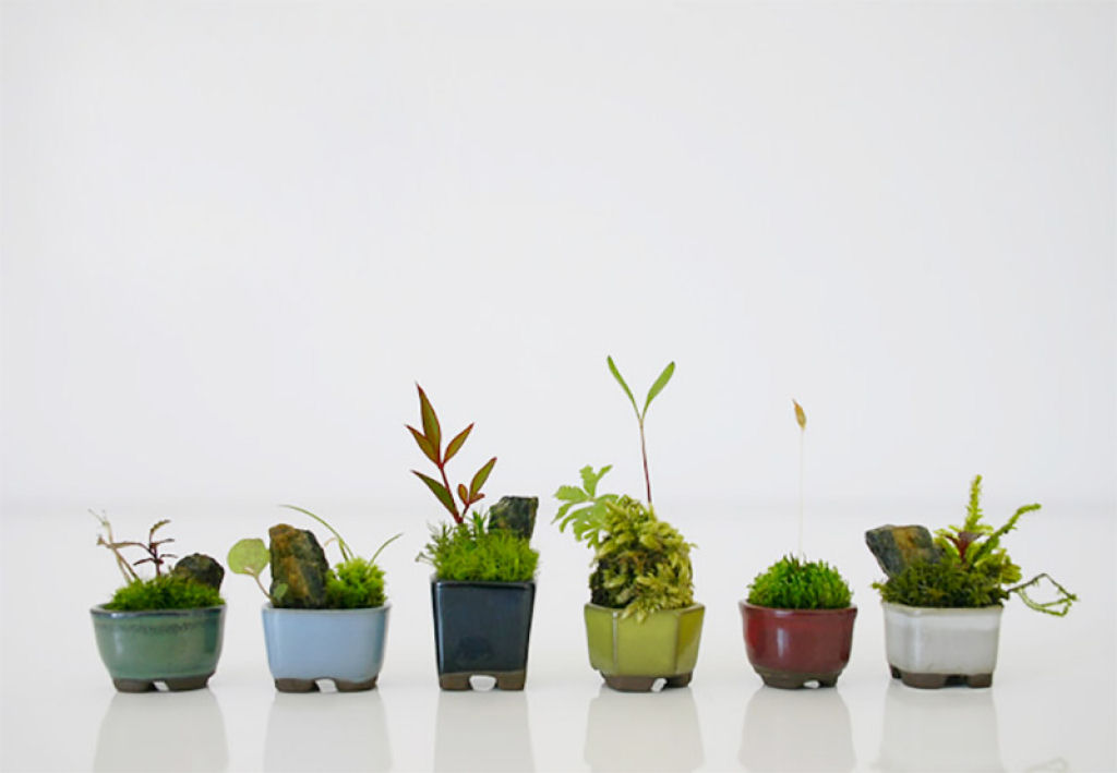 Micro bonsais dão um novo significado para a palavra miniatura 02