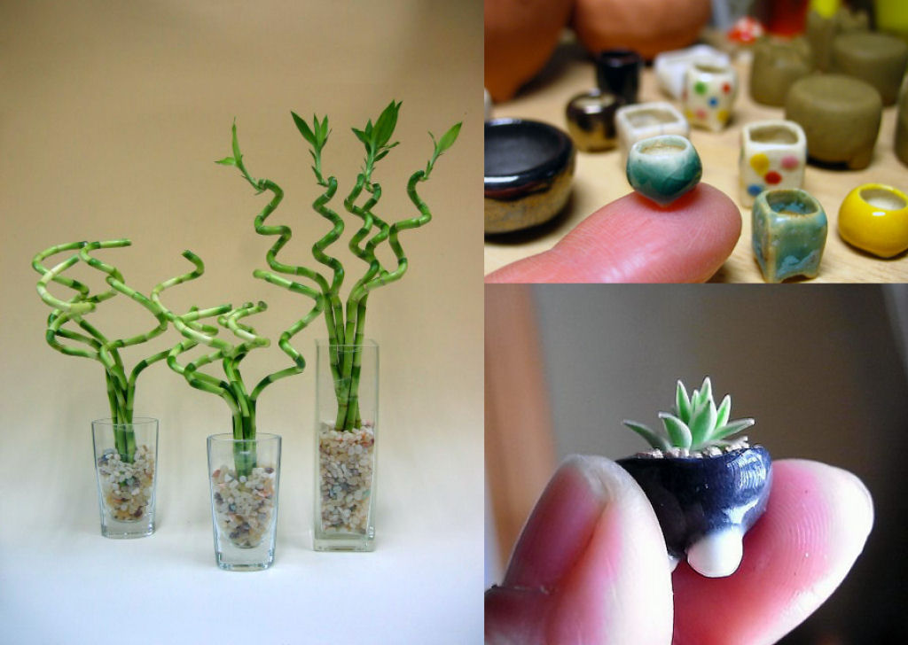 Micro bonsais dão um novo significado para a palavra miniatura 04