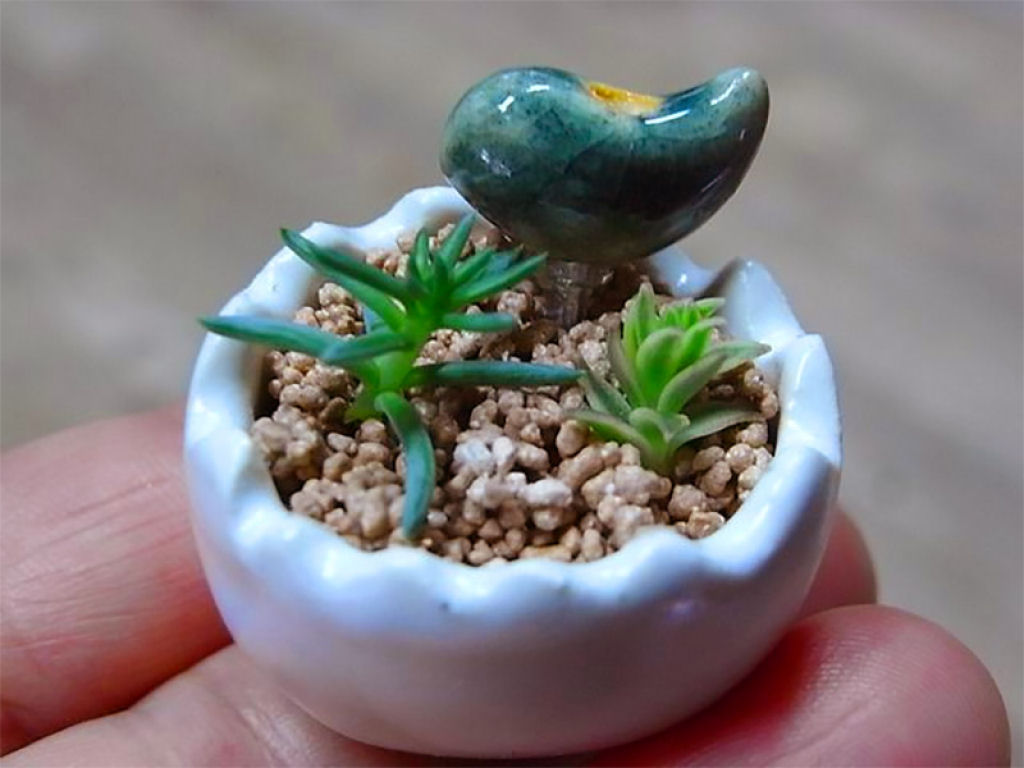 Micro bonsais dão um novo significado para a palavra miniatura 06
