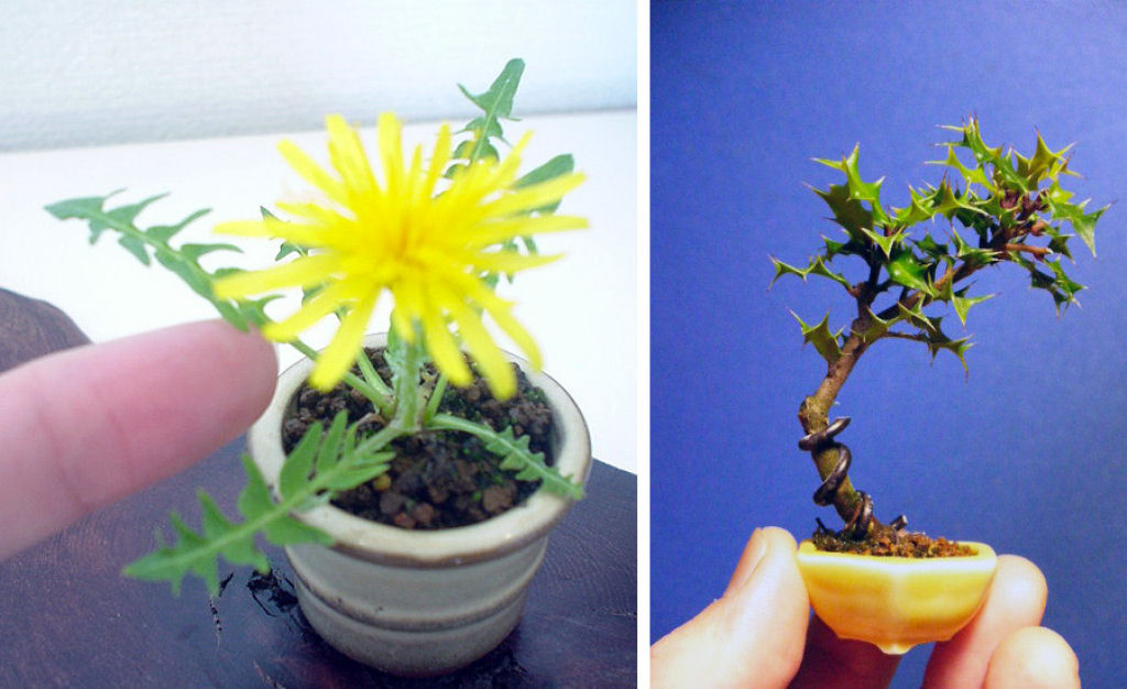Micro bonsais dão um novo significado para a palavra miniatura 07