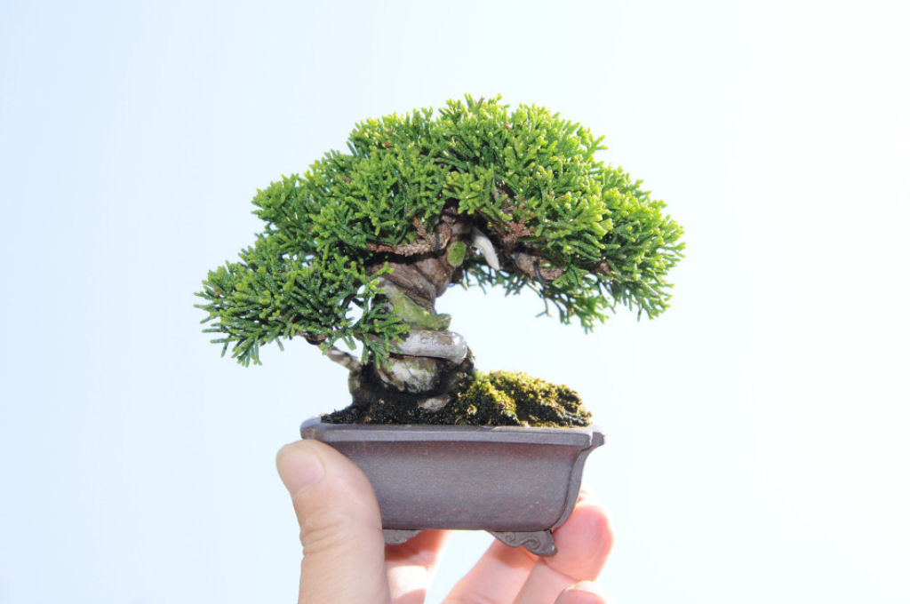 Micro bonsais dão um novo significado para a palavra miniatura 09