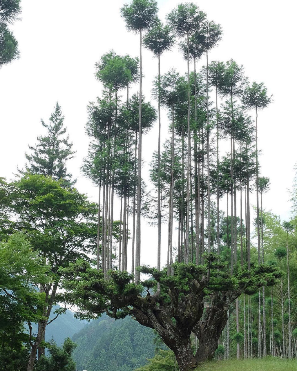 Daisugi, a antiga técnica japonesa de cultivar árvores a partir de outras árvores