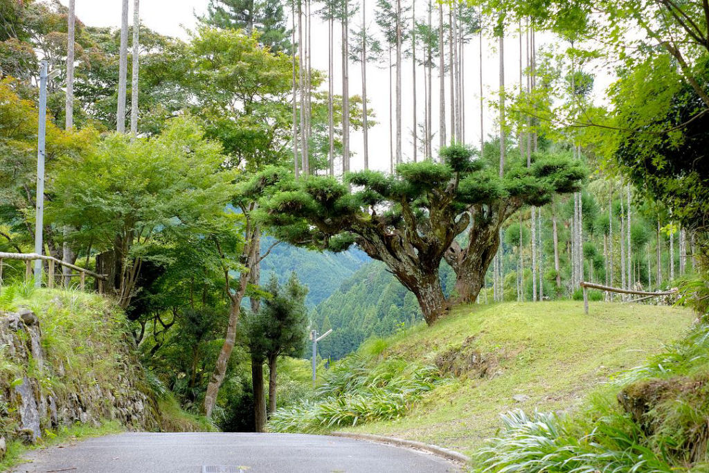 Daisugi, a antiga técnica japonesa de cultivar árvores a partir de outras árvores
