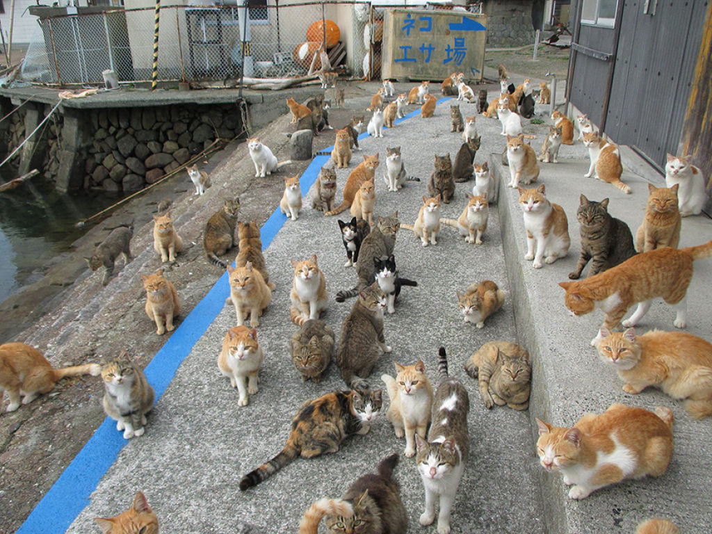 A ilha dos gatos no Japão pediu comida a internet e recebeu mais do que pode armazenar 01