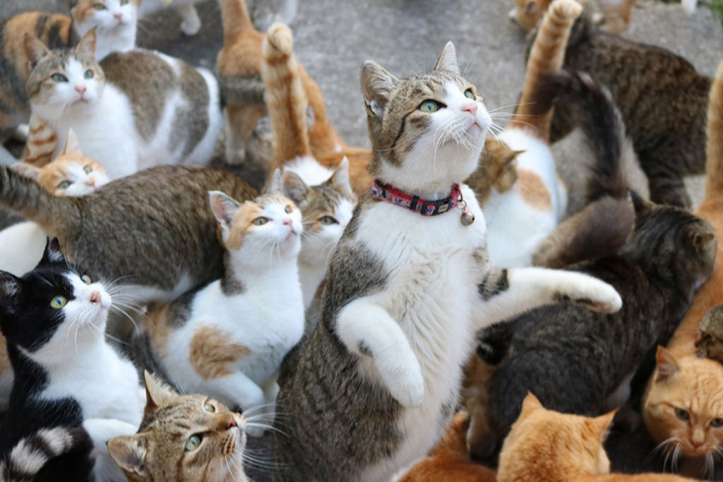 A ilha dos gatos no Japão pediu comida a internet e recebeu mais do que pode armazenar 03