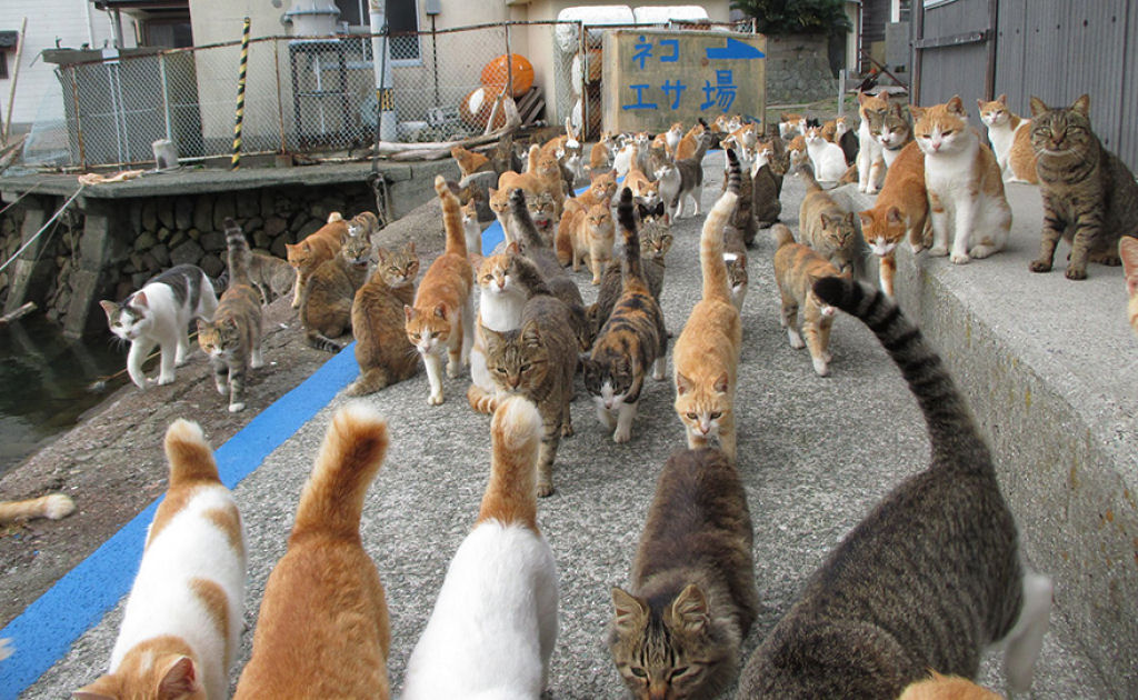 A ilha dos gatos no Japão pediu comida a internet e recebeu mais do que pode armazenar 06