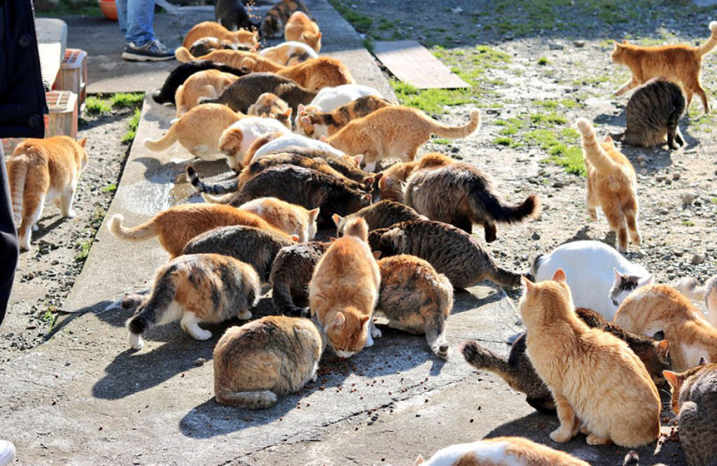 A ilha dos gatos no Japão pediu comida a internet e recebeu mais do que pode armazenar 08