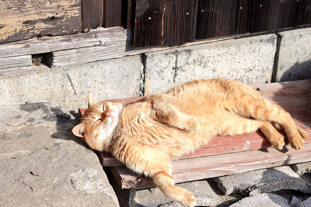A ilha dos gatos no Japão pediu comida a internet e recebeu mais do que pode armazenar 09