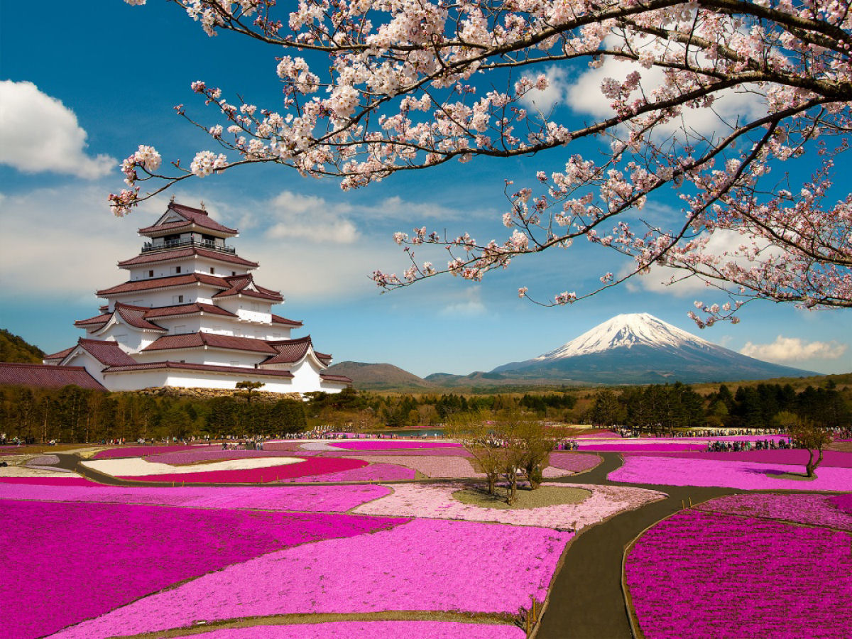No Japão não floresce apenas a flor de cerejeira 10