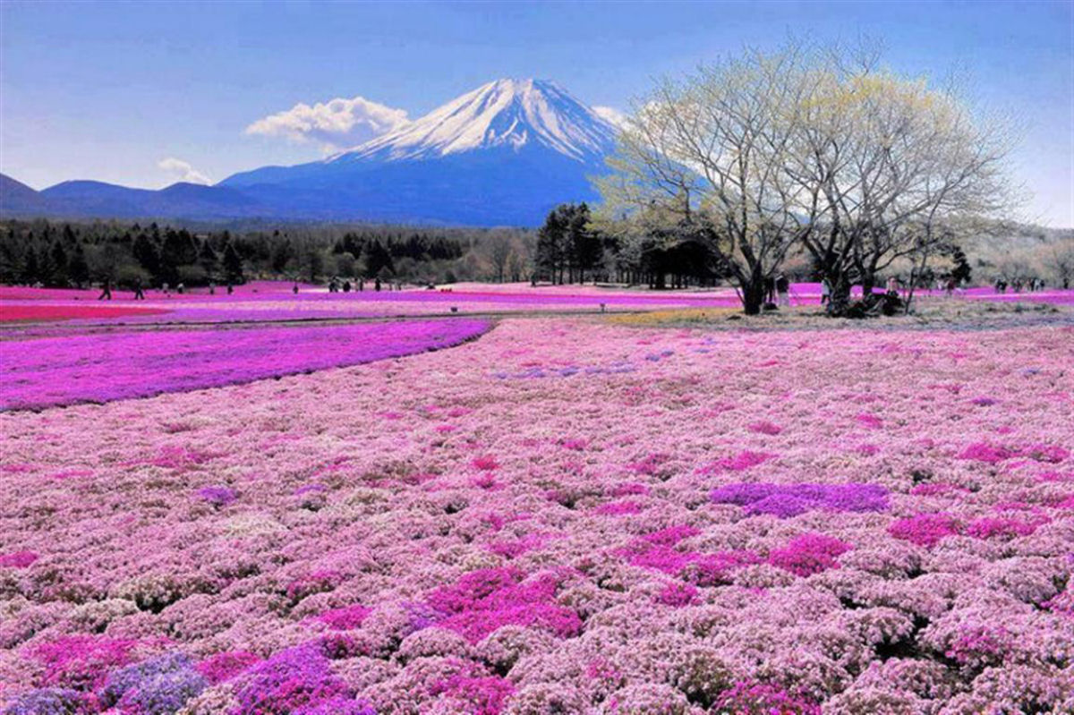 No Japão não floresce apenas a flor de cerejeira 12