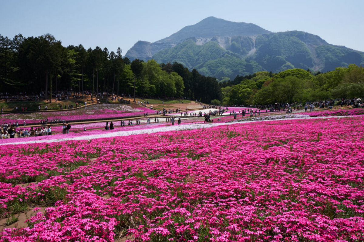A flor rosa de um parque japonês que tem cheiro de maconha