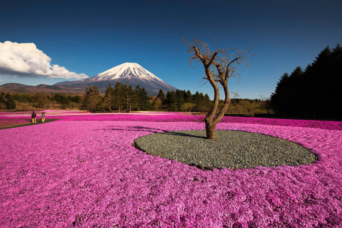 A flor rosa de um parque japonês que tem cheiro de maconha