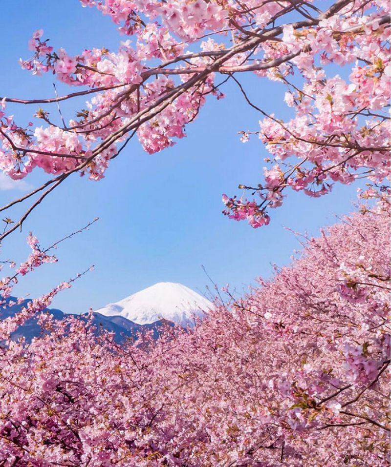 As árvores cerejeira icônicas do Japão já estão em plena florada em Shizuoka 03