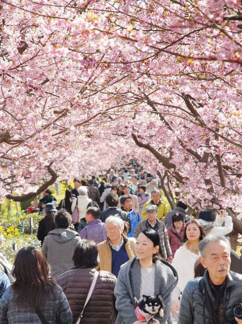 As árvores cerejeira icônicas do Japão já estão em plena florada em Shizuoka 04