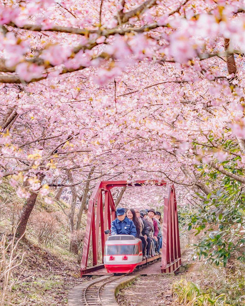 As árvores cerejeira icônicas do Japão já estão em plena florada em Shizuoka 06