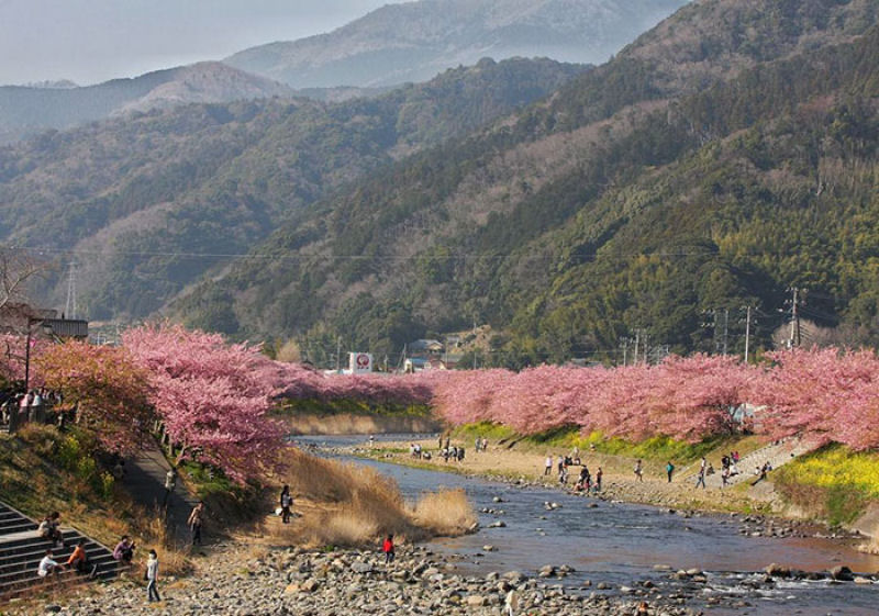 As árvores cerejeira icônicas do Japão já estão em plena florada em Shizuoka 08
