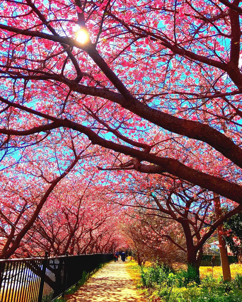 As árvores cerejeira icônicas do Japão já estão em plena florada em Shizuoka 09