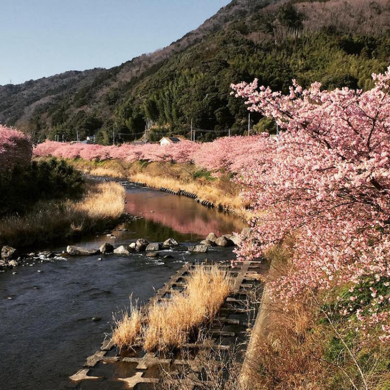 As árvores cerejeira icônicas do Japão já estão em plena florada em Shizuoka 10