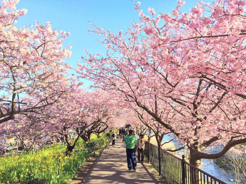 As árvores cerejeira icônicas do Japão já estão em plena florada em Shizuoka 11