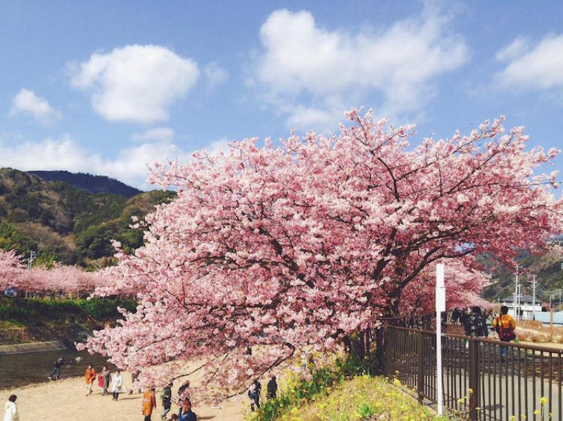 As árvores cerejeira icônicas do Japão já estão em plena florada em Shizuoka 12