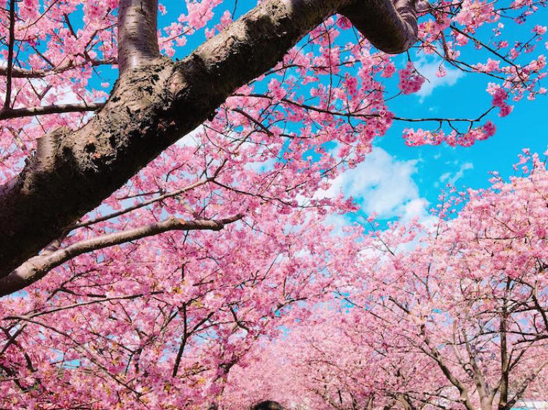 As árvores cerejeira icônicas do Japão já estão em plena florada em Shizuoka 13