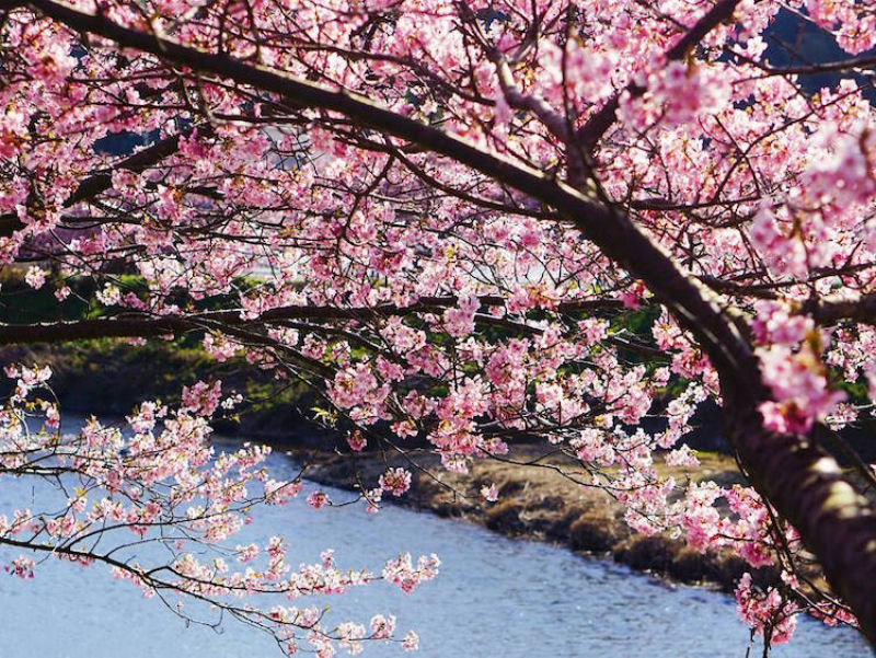As árvores cerejeira icônicas do Japão já estão em plena florada em Shizuoka 14