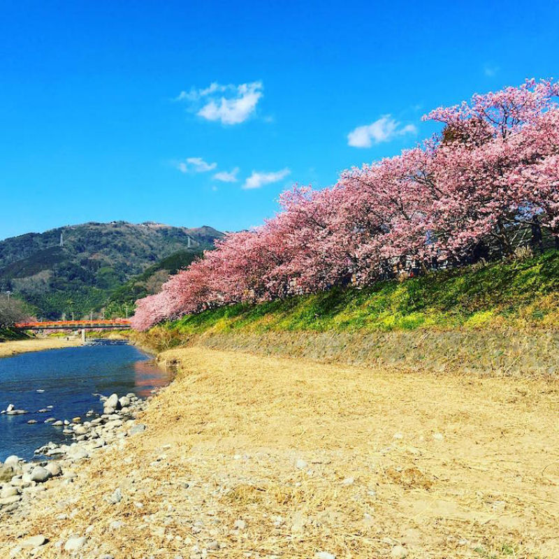 As árvores cerejeira icônicas do Japão já estão em plena florada em Shizuoka 15