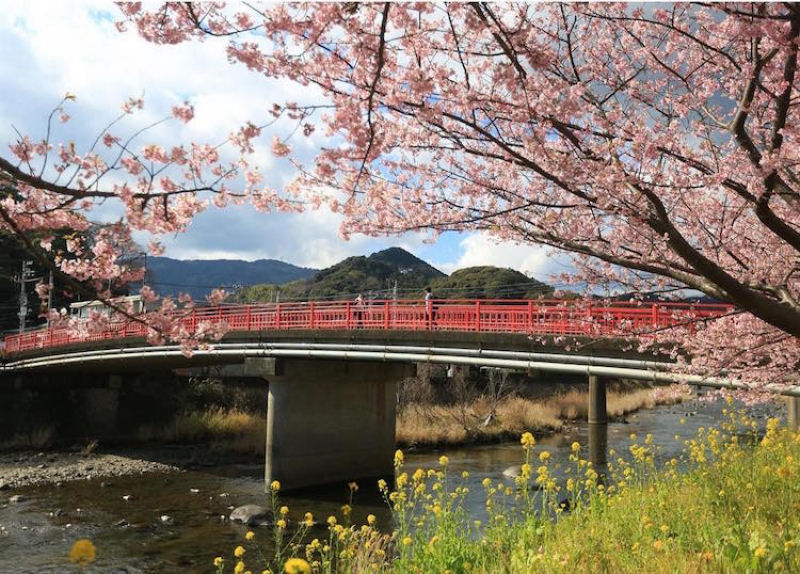 As árvores cerejeira icônicas do Japão já estão em plena florada em Shizuoka 16