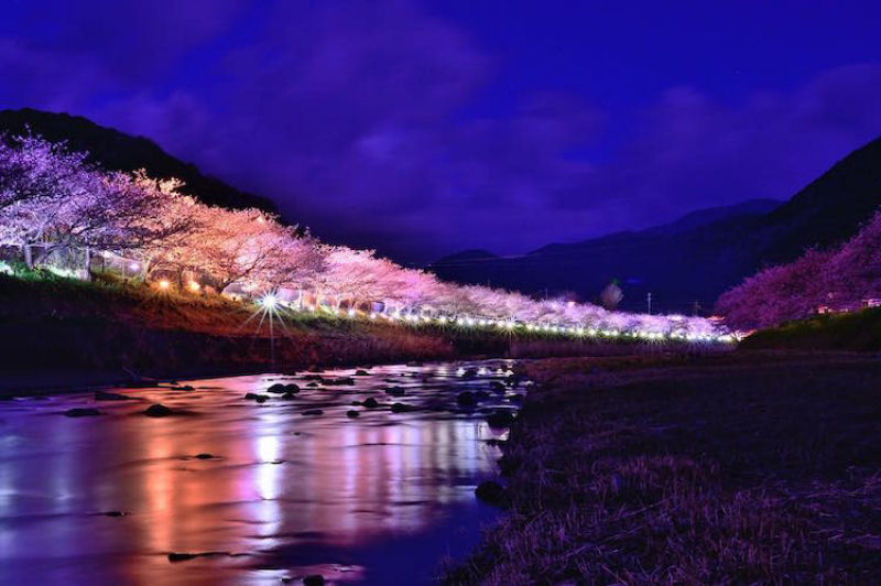 As árvores cerejeira icônicas do Japão já estão em plena florada em Shizuoka 19
