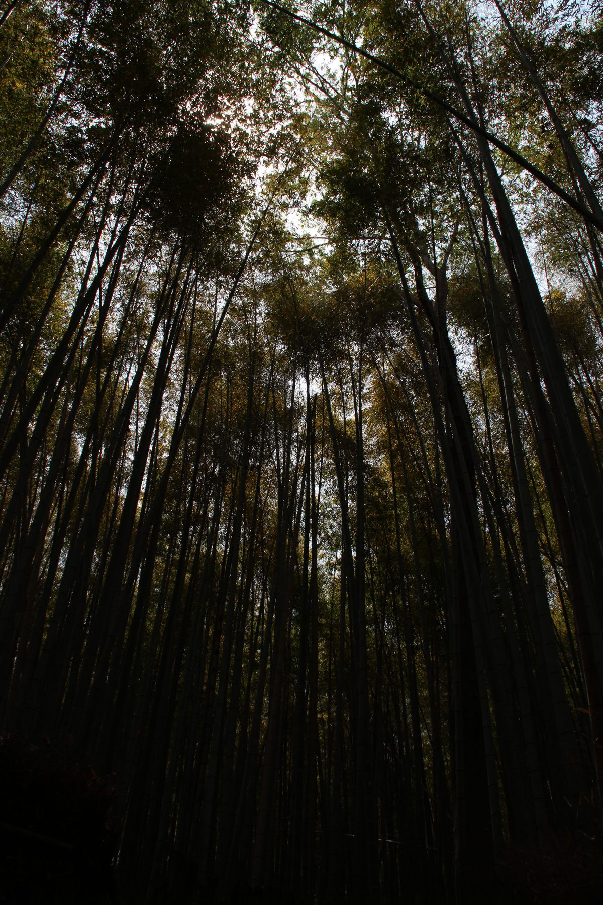 A Floresta de Bambu de Sagano  uma das '100 Paisagens Sonoras do Japo'