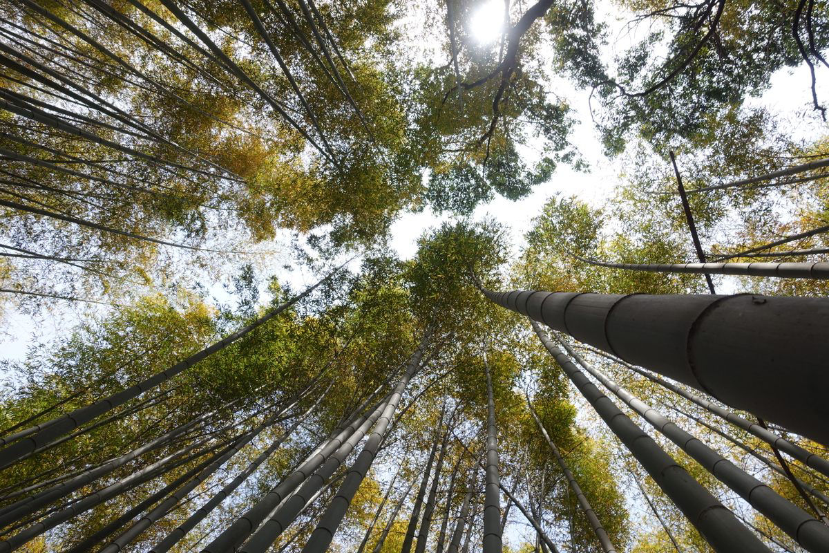 A Floresta de Bambu de Sagano  uma das '100 Paisagens Sonoras do Japo'