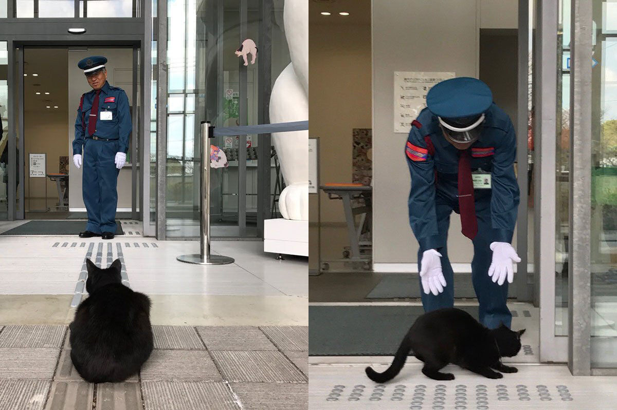H 2 anos esses gatos tentam invadir um museu japons, e se tornam estrelas da Internet 01