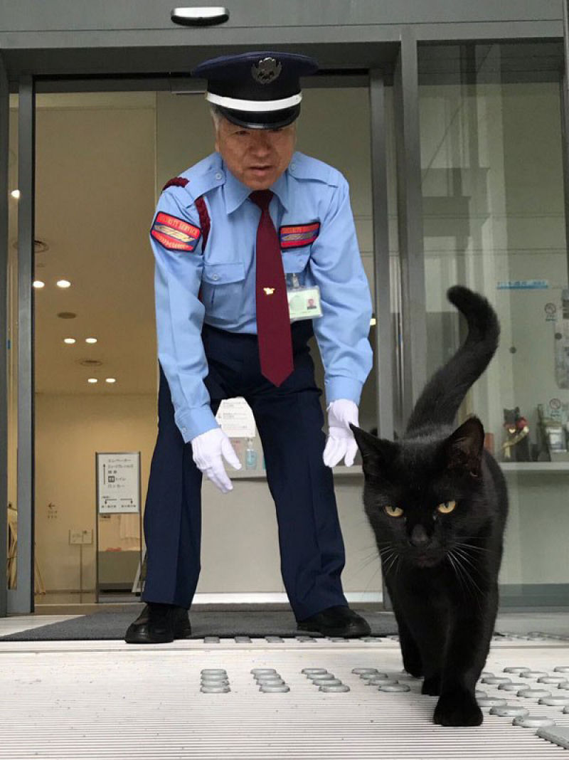 H 2 anos esses gatos tentam invadir um museu japons, e se tornam estrelas da Internet 02