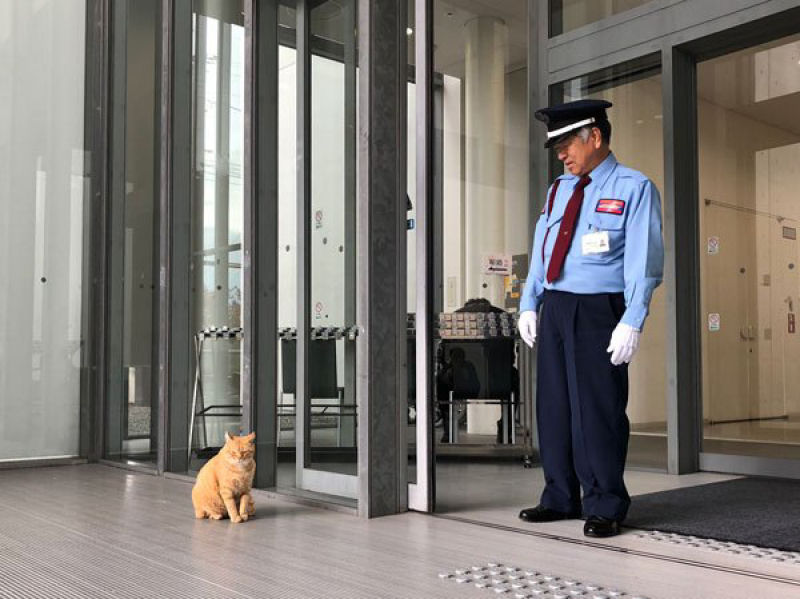 H 2 anos esses gatos tentam invadir um museu japons, e se tornam estrelas da Internet 03