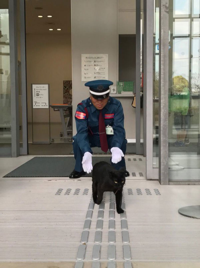 H 2 anos esses gatos tentam invadir um museu japons, e se tornam estrelas da Internet 06