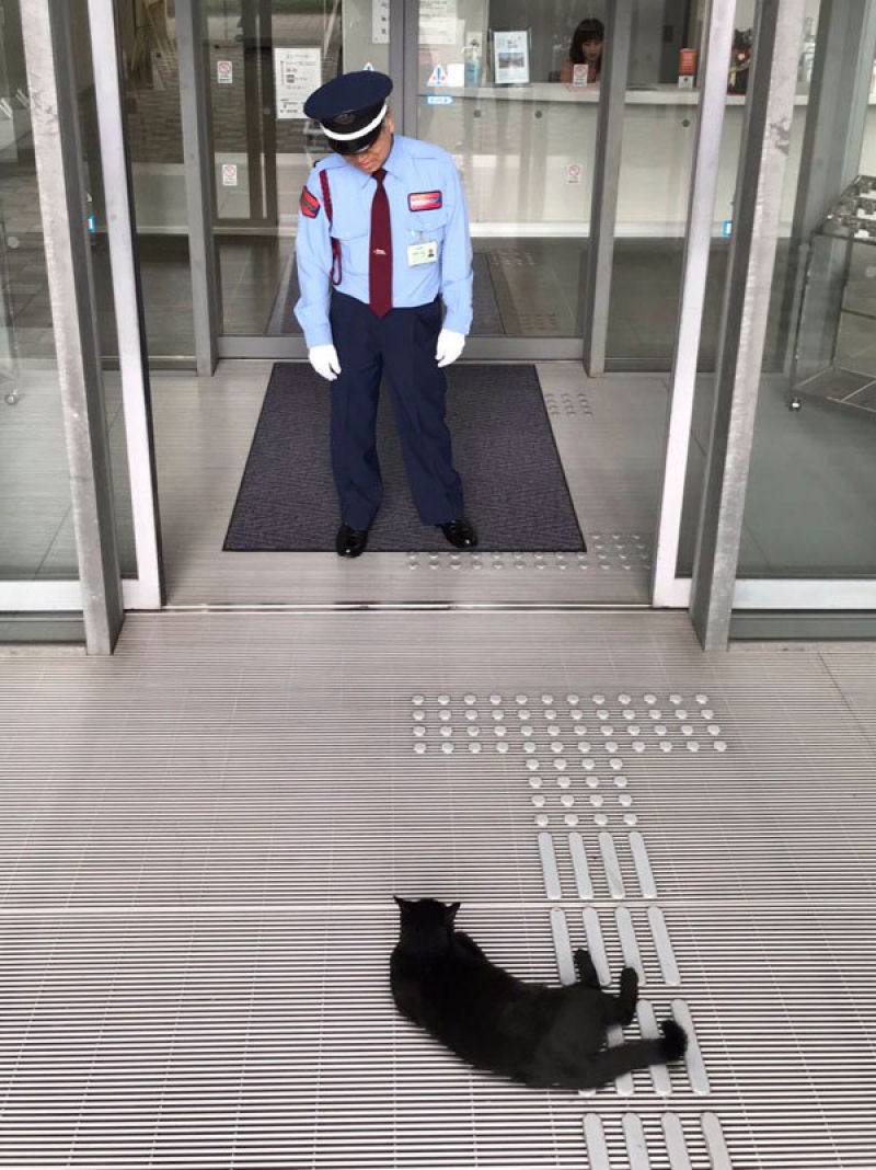 H 2 anos esses gatos tentam invadir um museu japons, e se tornam estrelas da Internet 08