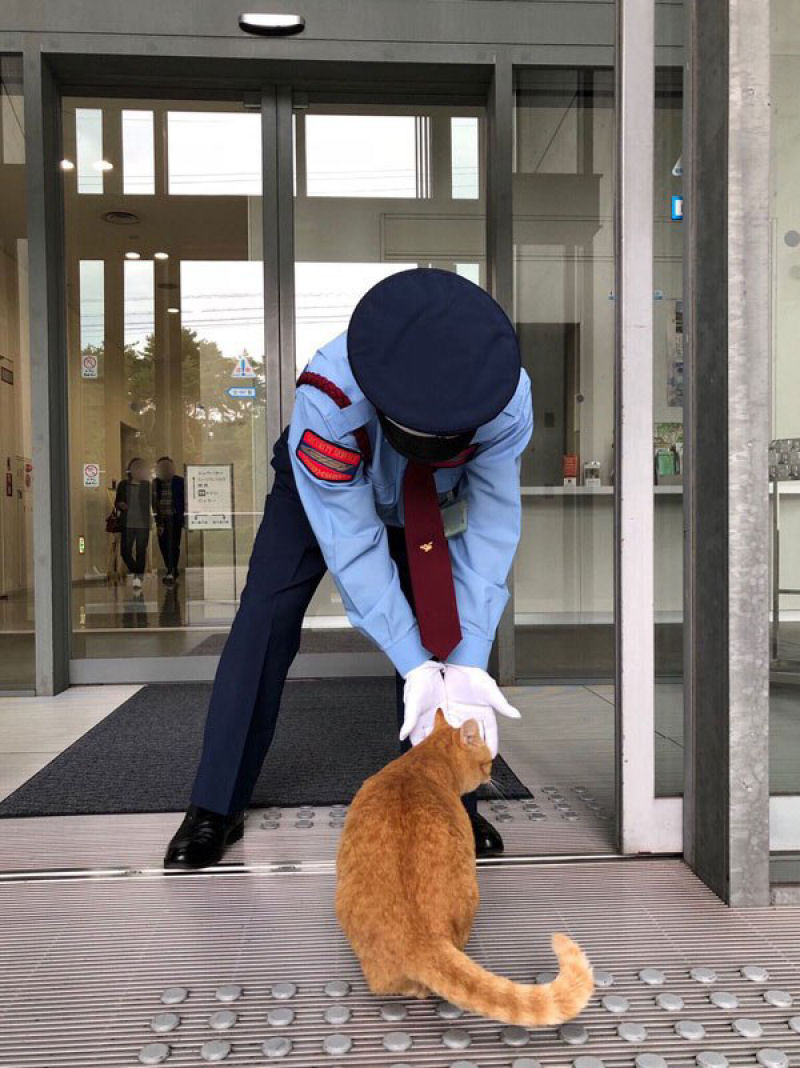 H 2 anos esses gatos tentam invadir um museu japons, e se tornam estrelas da Internet 10