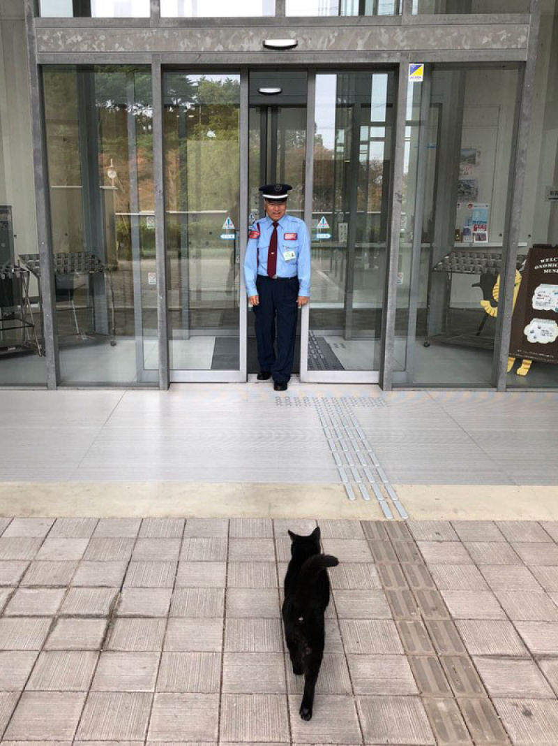 H 2 anos esses gatos tentam invadir um museu japons, e se tornam estrelas da Internet 11