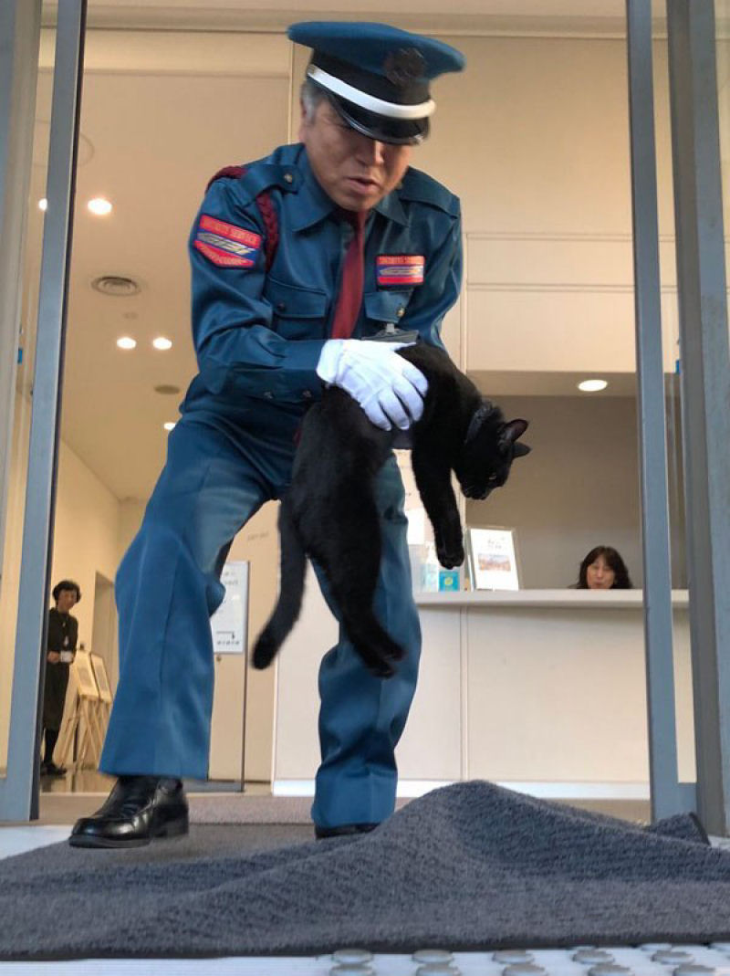 H 2 anos esses gatos tentam invadir um museu japons, e se tornam estrelas da Internet 12