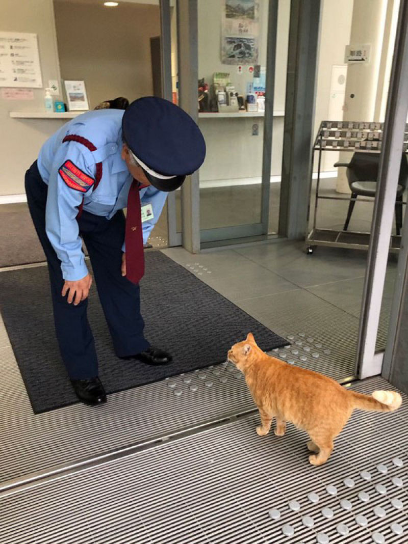 H 2 anos esses gatos tentam invadir um museu japons, e se tornam estrelas da Internet 13