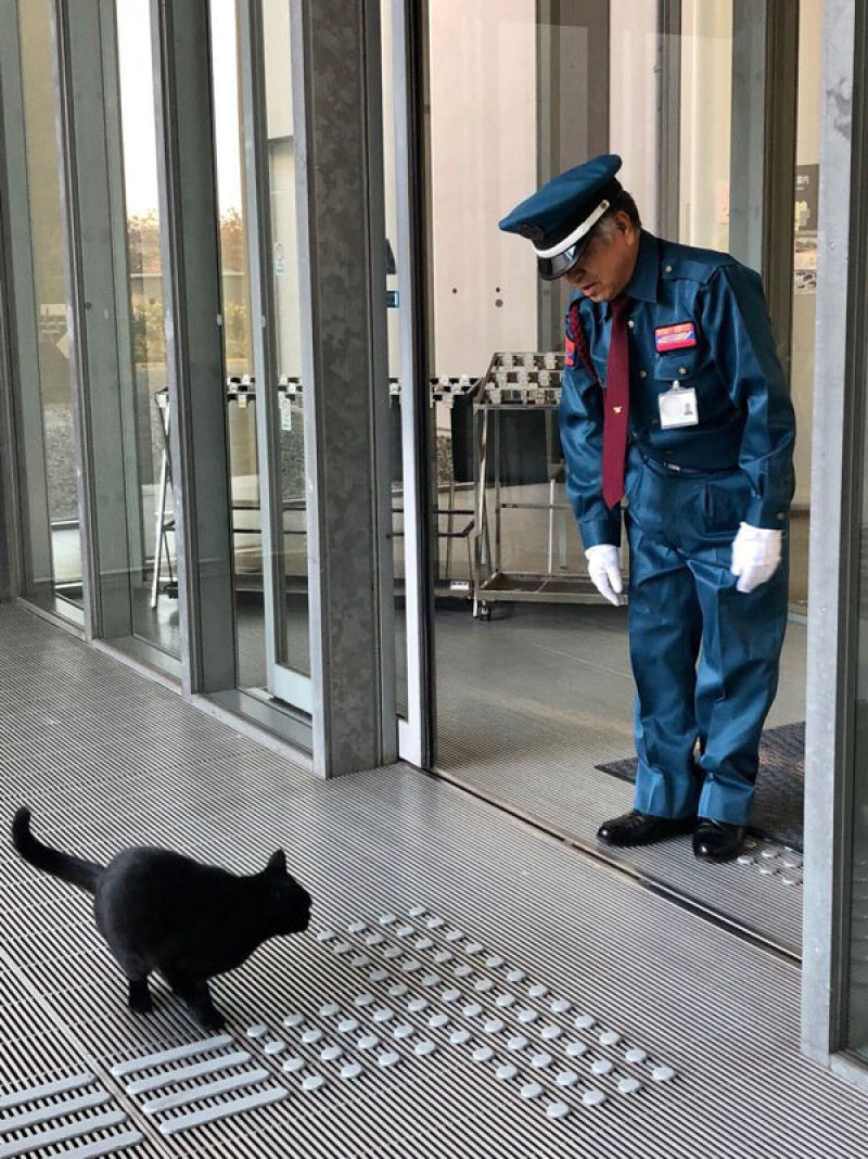 H 2 anos esses gatos tentam invadir um museu japons, e se tornam estrelas da Internet 14