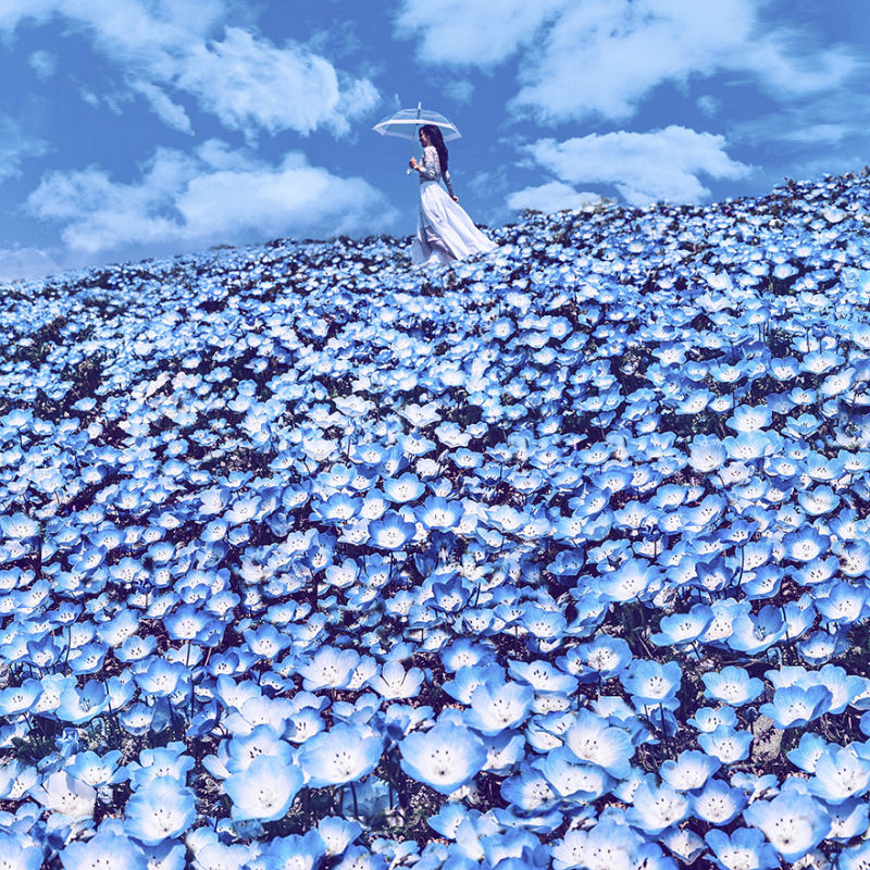 Fotgrafa visita florada da sakura no Japo e acaba se envolvendo em um conto de fadas 01