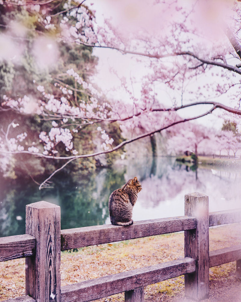 Fotgrafa visita florada da sakura no Japo e acaba se envolvendo em um conto de fadas 02